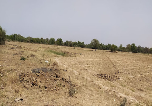 Office Plantation Services Ahmedabad, Gandhinagar, Vadodara, Surat & Sanand